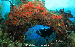 Arcuate Formation & Diver at Laberinto de Marta Dive site... by Victor J. Lasanta 